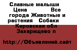 Славные малыши! › Цена ­ 10 000 - Все города Животные и растения » Собаки   . Кировская обл.,Захарищево п.